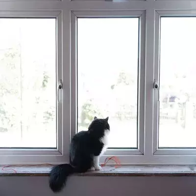 Search cat advice